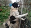 STORIE VERE SUI CANI DA GUARDIA (Video 3)